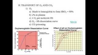 Respiratory System  Physiology  Part 1 [upl. by Joanie909]