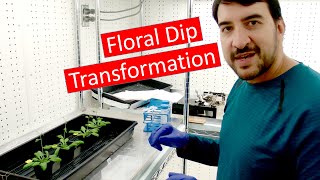 Transforming Arabidopsis by Agrobacterium floral dip [upl. by Anneuq279]