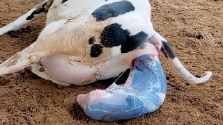 Cow giving birth  Baby Calf being born  Cow delivery video  cow giving birth trending viral [upl. by Gnohp485]