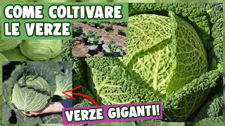 COME COLTIVARE LE VERZE🥬 e ottenerle giganti [upl. by Eiramana]