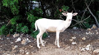 Die seltenen weissen Hirsche von Cres Albino Damhirsch in Kroatien [upl. by Jacques]