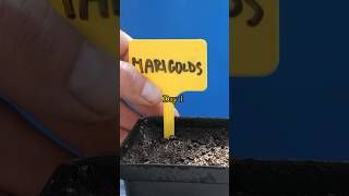 Growing Marigolds from Seed  Step by Step with Updates [upl. by Kerek]