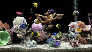 Soothing Fish Tank With Bubbling Water  4 Hours No Music  Focus and Meditate [upl. by Leahcin]