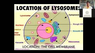 lysosome  ProfDr More S B [upl. by Schulman]