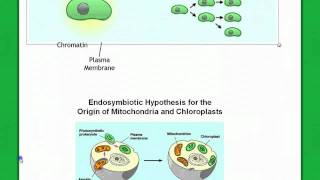 Origin of Eukaryotes [upl. by Ettinger977]