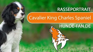 ► Cavalier King Charles Spaniel 2018 Rasse Aussehen amp Charakter [upl. by Zetrom]