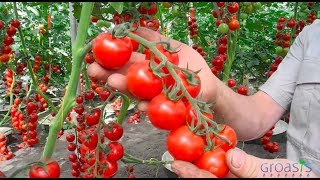 Episode 11  Increase the yield of your tomato plants with mycorrhiza fungi [upl. by Dyche794]