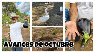 51 🍂El octubre viene cargado de muchos avances👀🤗🏡 Berenjena GIGANTE 🍆🤩🏡🌱🌱🌱 [upl. by Durwyn]