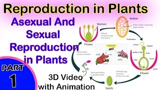 Asexual And Sexual Reproduction in Plants  Reproduction in Plants  12th CBSE Biology [upl. by Eanel]