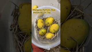 How To Ripen Mangoes Naturally At Home [upl. by Attayek]