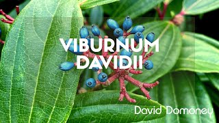 Viburnum davidii a beautiful shrub for your garden [upl. by Fesoy455]