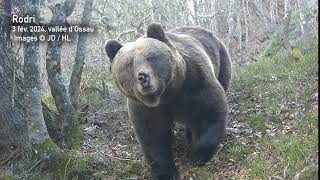 Vidéo des ours réveillés dans les Pyrénées pendant lhiver dont Sorita et ses oursons [upl. by Oralie857]