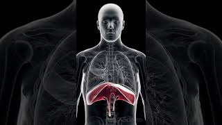 🌬️ The Diaphragm Your Body’s Essential Breathing Muscle 🌬️ [upl. by Sudhir]