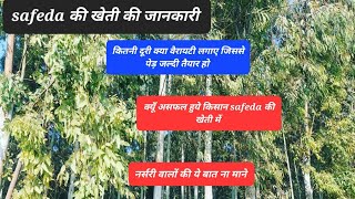 safeda farmingEucalyptus tree खेत कितनी दूरी पर लगाएं क्या वैरायटी लगाएं किन बातों का ख़याल रखे [upl. by Ilrahc926]