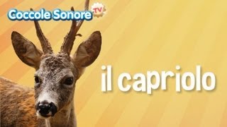 Il capriolo  Documentari per bambini di Coccole Sonore [upl. by Arocahs483]