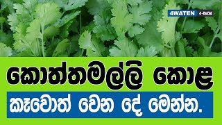 කොත්තමල්ලි කොළ කෑවොත් වෙන දේ මෙන්න  Parsley health benefits and parsley uses [upl. by Eenolem]