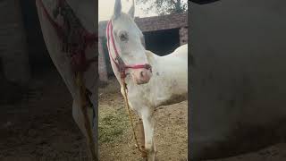 Jaggy reels shortvideo horse [upl. by Querida]