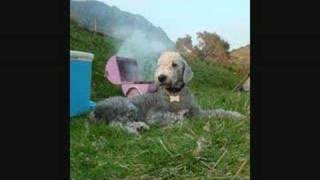 BEDLINGTON TERRIER MOVIE [upl. by Dorca179]