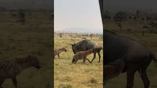 Wildebeest Eaten Alive and Brutally Killed by a Clan of Hyena at Masaai Mara Kenya [upl. by Akaenahs852]