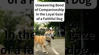 Unwavering Bond of Companionship in the Loyal Gaze of a Faithful Dog short serpent quotes [upl. by Lindgren]