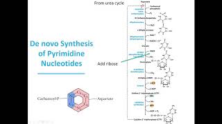 MBS Lehninger Chapter 22 Biosynthesis of Pyrimidines [upl. by Lehplar]