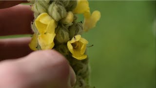 How To Identify Common Mullein  Medicinal Plants [upl. by Anoyi]