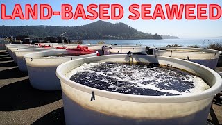 Oregon Seaweed Farming Revolution A Unique Dulse Seaweed Aquaculture Farm Tour [upl. by Khalsa379]