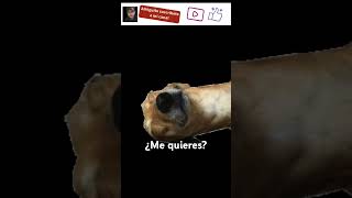 Me quieres dog cute funny puppy doglover doggo perros trending animacion pets shorts [upl. by Flavio921]