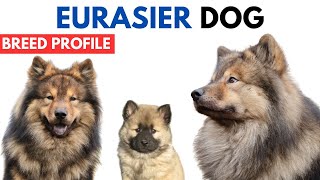 Eurasier Dog Breed Profile History  Price  Traits  Eurasier Grooming Needs  Lifespan [upl. by Paddie]