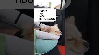 PUPPY Taking 😴  Puppy 🐶 Tidur [upl. by Pacien]