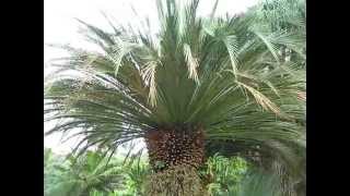 Macrozamia moorei Cycad at Fairchild Miami [upl. by Sherman]