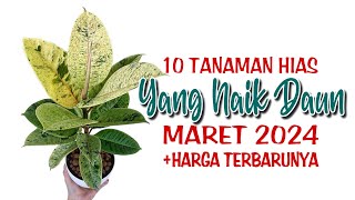 10 Tanaman Hias Yang Naik Daun di Bulan Maret 2024 [upl. by Enimaj]