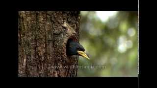 Himalayan Barbet in Landour Mussoorie [upl. by Sug95]