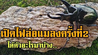 เปิดไฟล่อแมลงได้ด้วงกว่าง​สาม​เขา​จันทร์ครั้งที่2Chalcosoma atlasChalcosoma caucasus [upl. by Nitaf]