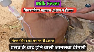 मिल्क फीवर क्या है  Milk fever ka ilaz  Symptoms amp treatment  pet vet town [upl. by Savart595]