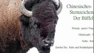 Chinesisches Sternzeichen der Büffel🐃 und seine Eigenschaften Der Büffel strebt nach Sicherheit [upl. by Safko]