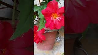 बिगोनिया कैसे लगाऐ बिगोनिया की देखरेख how to grow begonia and care [upl. by Piks]