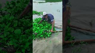 গ্রামের মাছ ধরা ভিডিও Village fishing video fishingvideo youtubeshorts villagefish shortsfeed [upl. by Ogires]