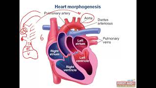 Heart Morphogenesis CVS embryology video part 3 from USMLE First Aid Step one [upl. by Ycrad]