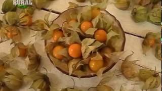 Physalis uma fruta exotica que veem ganhando espaço no mercado [upl. by Venditti]