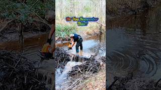 Beavers Secret Weapon Cut  Beaver Dam Removal shorts [upl. by Dronel]