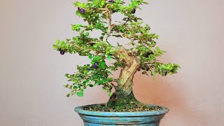 Bonsai Lonicera nitida [upl. by Nofpets]