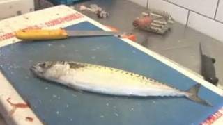 A Guide To Filleting Mackerel [upl. by Wolliw744]