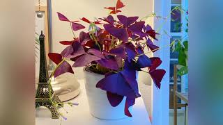 OXALIS TRIANGULARIS TIMELAPSE WAKING UP [upl. by Whittaker]