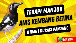 Anis Kembang Betina Gacor Terapi Manjur Untuk Burung Macet [upl. by Llirret]