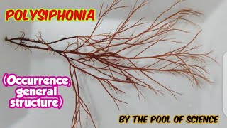 Polysiphonia occurrence General Structure by The Pool of Science [upl. by Tennes]