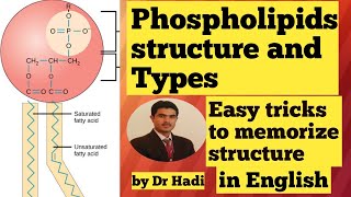 Phospholipids Types and structure in English Lecture 7 Easy tricks to memorize the structure [upl. by Akisey]