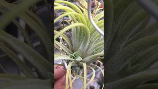 Surprisingly grow pups Tillandsia Ionantha Druid airplants tillandsia [upl. by Jegger]