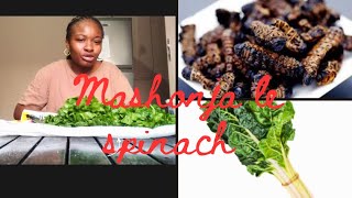 mopane worms and spinach 😋traditional food [upl. by Genisia]