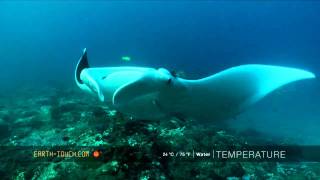 Manta ray circles over reef [upl. by Katee]